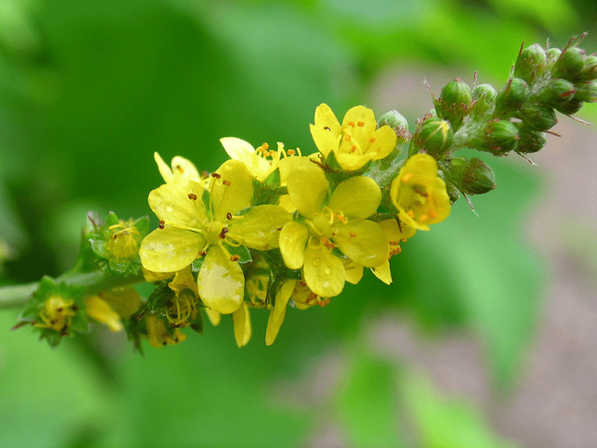17 Medicinal Health Benefits Of Agrimonia gryposepala (Tall Hairy Agrimony) 17 Medicinal Health Benefits Of Agrimonia gryposepala (Tall Hairy Agrimony)