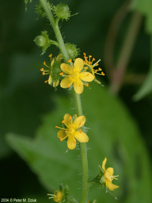 17 Medicinal Health Benefits Of Agrimonia gryposepala (Tall Hairy Agrimony) 17 Medicinal Health Benefits Of Agrimonia gryposepala (Tall Hairy Agrimony)