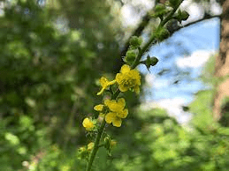 17 Medicinal Health Benefits Of Agrimonia gryposepala (Tall Hairy Agrimony) 17 Medicinal Health Benefits Of Agrimonia gryposepala (Tall Hairy Agrimony)