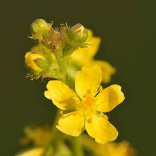 17 Medicinal Health Benefits Of Agrimonia gryposepala (Tall Hairy Agrimony) 17 Medicinal Health Benefits Of Agrimonia gryposepala (Tall Hairy Agrimony)