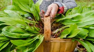 17 Medicinal Health Benefits Of Allium tricoccum (Ramps) 17 Medicinal Health Benefits Of Allium tricoccum (Ramps)