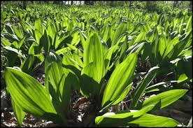 17 Medicinal Health Benefits Of Allium tricoccum (Ramps) 17 Medicinal Health Benefits Of Allium tricoccum (Ramps)