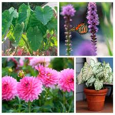 17 Medicinal Health Benefits Of Allium tricoccum (Ramps) 17 Medicinal Health Benefits Of Allium tricoccum (Ramps)