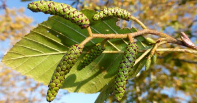 Alnus rhombifolia