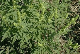 17 Medicinal Health Benefits Of Ambrosia artemisiifolia (Common Ragweed)