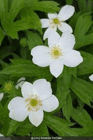 17 Medicinal Health Benefits Of Anemonastrum canadense (Canadian Anemone) 17 Medicinal Health Benefits Of Anemonastrum canadense (Canadian Anemone)