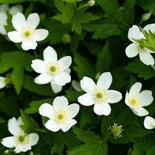 17 Medicinal Health Benefits Of Anemonastrum canadense (Canadian Anemone) 17 Medicinal Health Benefits Of Anemonastrum canadense (Canadian Anemone)