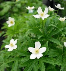 17 Medicinal Health Benefits Of Anemonastrum canadense (Canadian Anemone) 17 Medicinal Health Benefits Of Anemonastrum canadense (Canadian Anemone)