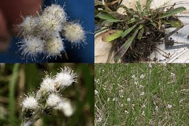 17 Medicinal Health Benefits Of Antennaria howellii (Howell's Pussytoes) 17 Medicinal Health Benefits Of Antennaria howellii (Howell's Pussytoes)