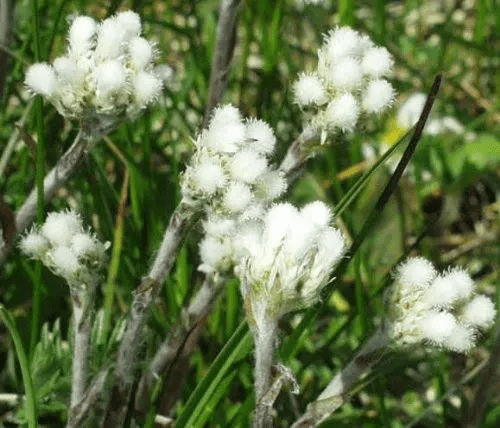 17 Medicinal Health Benefits Of Antennaria howellii (Howell's Pussytoes) 17 Medicinal Health Benefits Of Antennaria howellii (Howell's Pussytoes)