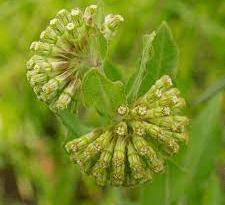 Asclepias viridiflora (Green Comet Milkweed)