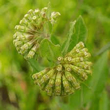 Asclepias viridiflora (Green Comet Milkweed)