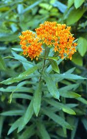 16 Medicinal Health Benefits Of Asclepias tuberosa (Butterfly Weed)