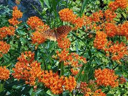 16 Medicinal Health Benefits Of Asclepias tuberosa (Butterfly Weed)