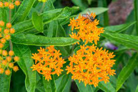 16 Medicinal Health Benefits Of Asclepias tuberosa (Butterfly Weed)