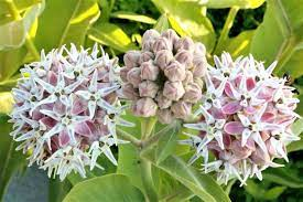 16 Medicinal Health Benefits Of Asclepias speciosa (Showy Milkweed)