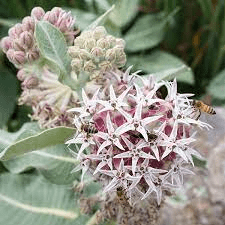 16 Medicinal Health Benefits Of Asclepias speciosa (Showy Milkweed)