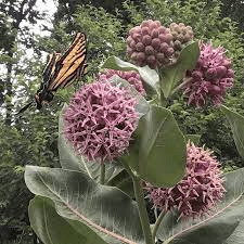 16 Medicinal Health Benefits Of Asclepias speciosa (Showy Milkweed)