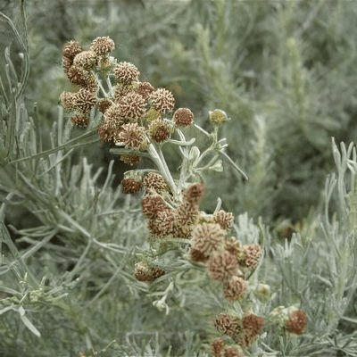 5 Medicinal Health Benefits Of Artemisia herba-alba (White Wormwood)