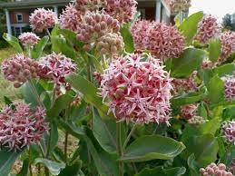 16 Medicinal Health Benefits Of Asclepias speciosa (Showy Milkweed)