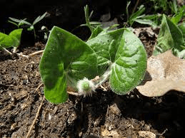 16 Medicinal Health Benefits Of Asarum canadense (Wild Ginger) Asarum canadense (Wild Ginger)