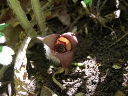 16 Medicinal Health Benefits Of Asarum canadense (Wild Ginger) Asarum canadense (Wild Ginger)