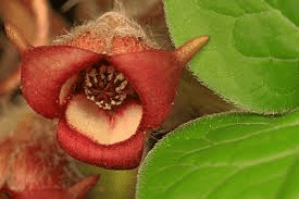 16 Medicinal Health Benefits Of Asarum canadense (Wild Ginger) Asarum canadense (Wild Ginger)