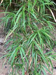 16 Medicinal Health Benefits Of Arundinaria (Bamboo)