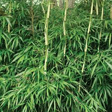 16 Medicinal Health Benefits Of Arundinaria (Bamboo)