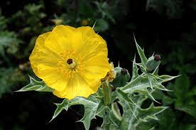 Medicinal Health Benefits Of Argemone mexicana (Mexican Prickly Poppy)
