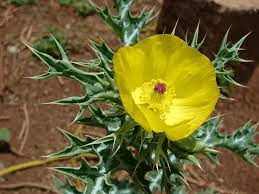 Medicinal Health Benefits Of Argemone mexicana (Mexican Prickly Poppy)