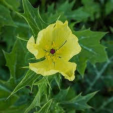 Medicinal Health Benefits Of Argemone mexicana (Mexican Prickly Poppy)