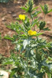 Medicinal Health Benefits Of Argemone mexicana (Mexican Prickly Poppy)