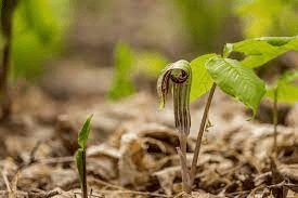 15 Medicinal Health Benefits Of Arisaema triphyllum (Jack-in-the-pulpit)