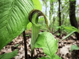 15 Medicinal Health Benefits Of Arisaema triphyllum (Jack-in-the-pulpit)