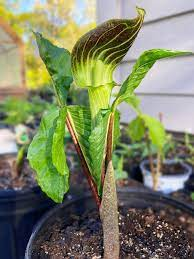 15 Medicinal Health Benefits Of Arisaema triphyllum (Jack-in-the-pulpit)