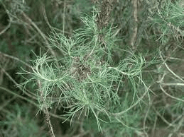 18 Medicinal Health Benefits Of Artemisia californica (California Sagebrush)