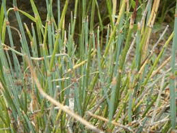 17 Bienfaits Médicinaux De l'Éphédra nevadensis (Nevada jointfir)