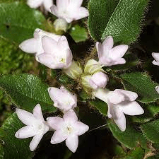 Medicinal Health Benefits Of Epigaea repens (Trailing Arbutus)