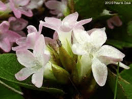 Medicinal Health Benefits Of Epigaea repens (Trailing Arbutus)