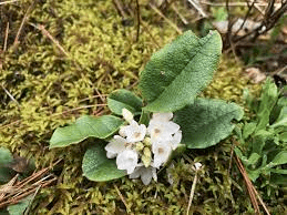 Medicinal Health Benefits Of Epigaea repens (Trailing Arbutus)