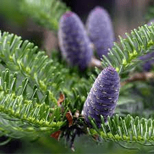 16Medicinal Health Benefits Of Abies balsamea (Balsam fir)
