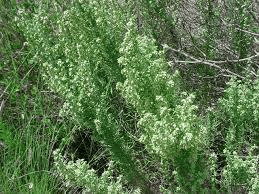 Medicinal Health Benefits Of Artemisia carruthii (Carruth's sagebrush)