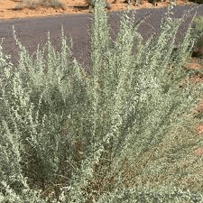 18 Medicinal Health Benefits Of Artemisia filifolia (Sand Sagebrush)