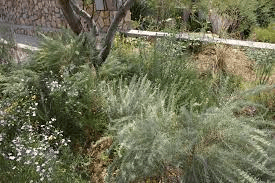 18 Medicinal Health Benefits Of Artemisia filifolia (Sand Sagebrush)