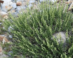 18 Medicinal Health Benefits Of Artemisia ludoviciana (White Sagebrush)