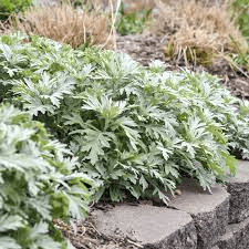 18 Medicinal Health Benefits Of Artemisia ludoviciana (White Sagebrush)