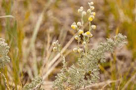 18 Medicinal Health Benefits Of Artemisia frigida (Fringed Sagebrush)