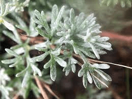 18 Medicinal Health Benefits Of Artemisia frigida (Fringed Sagebrush)