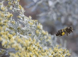18 Medicinal Health Benefits Of Artemisia tridentata (Big Sagebrush)